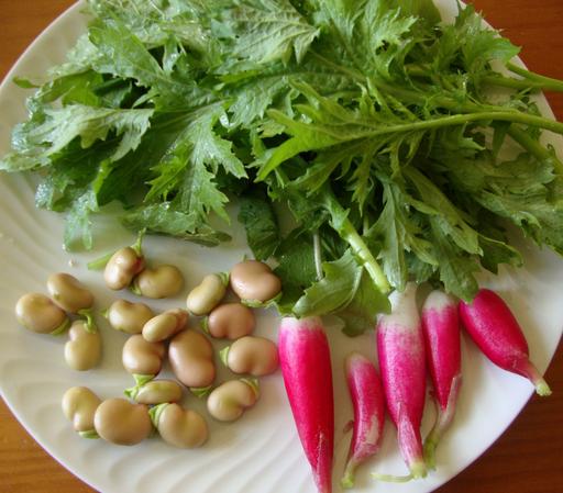 Radis, fanes de radis, mizuna, fèves rouges, assiette fraîcheur du jardin
