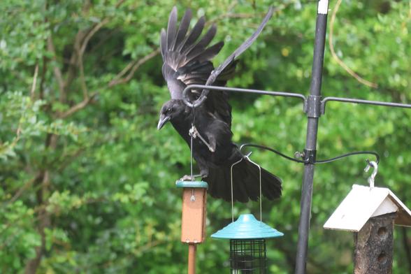 A large black bird perched on a suet feeder. Its wings are spread wide.