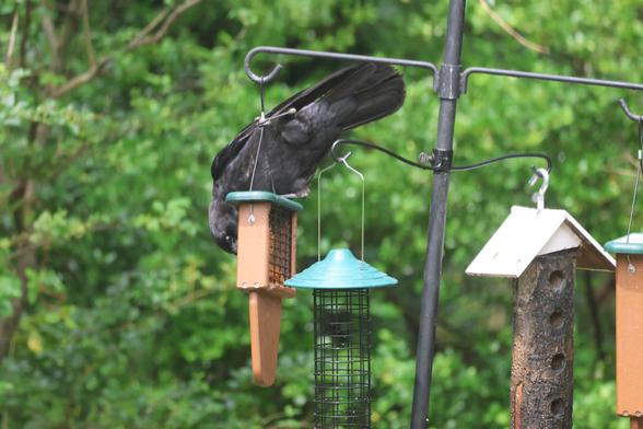The big black bird is now bending over the side of the feeder to eat. The bird is twice the size of the feeder.
