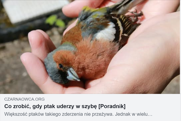 Mały, kolorowy ptak (zięba) leżący martwy na ręce. Podpis: Co zrobić, gdy ptak uderzy w szybę [Poradnik]