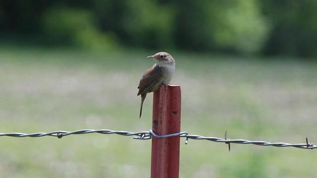A small brown and buff House Wren is perched on the top of a red-painted metal "T"  fence post.   The bird is perched facing the right side, but its neck is twisted around so it can look back over its shoulder.   Below the bird is a strand of barbed wire.