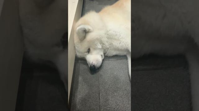#akitainu 挟まる秋田犬
