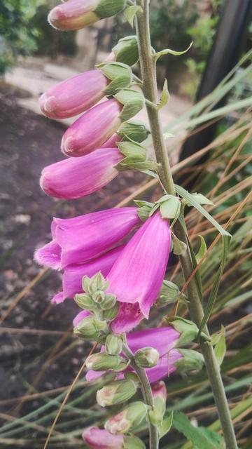 Fuschia coloured Foxgloves, the lower ones open, the upper ones still in the process of opening their long trumpet shaped petals