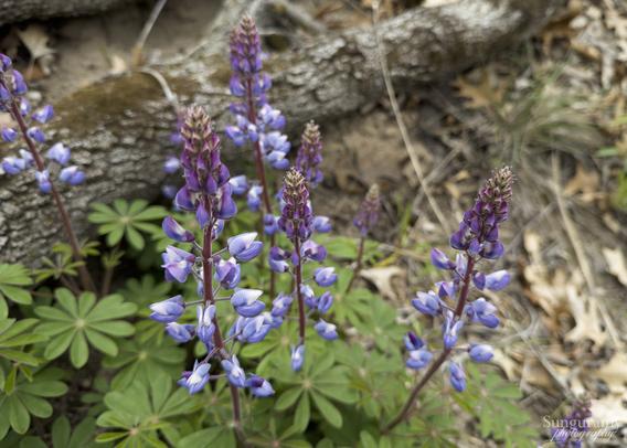 The rare Sundial Lupine, taken at Indiana Dunes National Park, a new and small but still fun National Park to visit on the shores of Lake Michigan in Northern Indiana. I'd recommend it! 

Plant with green leaves arranged in a flat circular clock like fashion, probably where the "sundial" comes from, the leaves themselves look like a classic flower and are beautiful in and of themselves. The lupine is a bright purple-blue, more purple near the top and more blue hued purple towards the bottom, with five lil flowers on each level, the bottom levels more open and bloomed and the top of this layered cone of flowers still closed.
