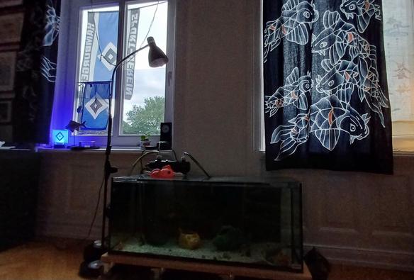 Das Aquarium in der Frontalsicht im Dunklen