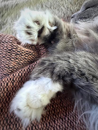 Close up of a pair of large grey and white front paws with black and pink toe beans with tufts of white fur in between