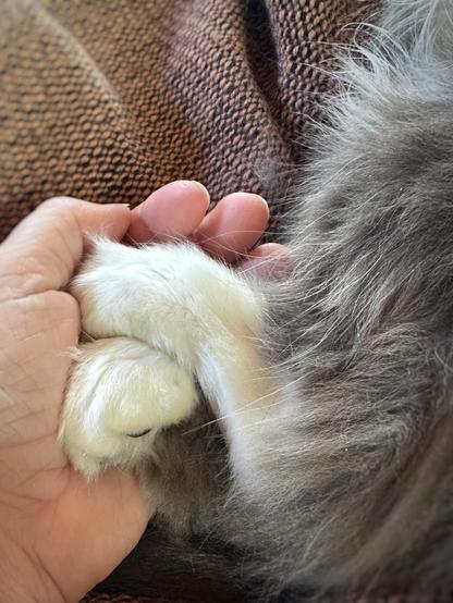 Close up of a pair of large grey and white back paws with black and pink toe beans with tufts of white fur in between. The paws are curled up in the palm of a light skinned human hand.