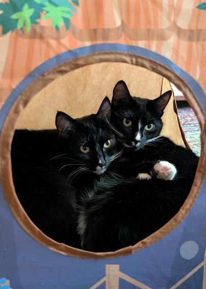 Photo of two black and white cats hugging inside a little kitty tent with a round window. They are gazing defiantly at the camera