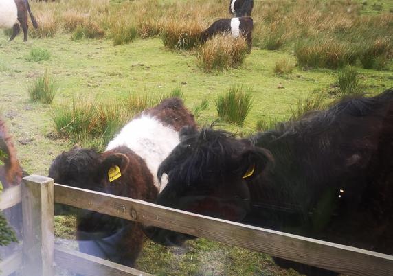 Out of the kitchen window, a Belted Galloway cow on right and calf on left, are close by the wooden barrier fence that keeps most animals (but not the bull) off the window.