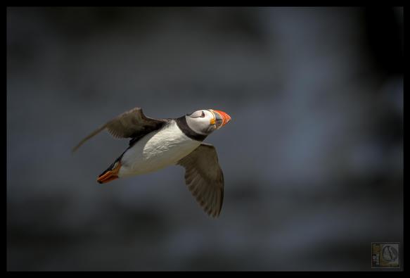 The bird in the image is an Atlantic Puffin (Fratercula arctica). Recognizable by its colourful orange beak and black-and-white plumage