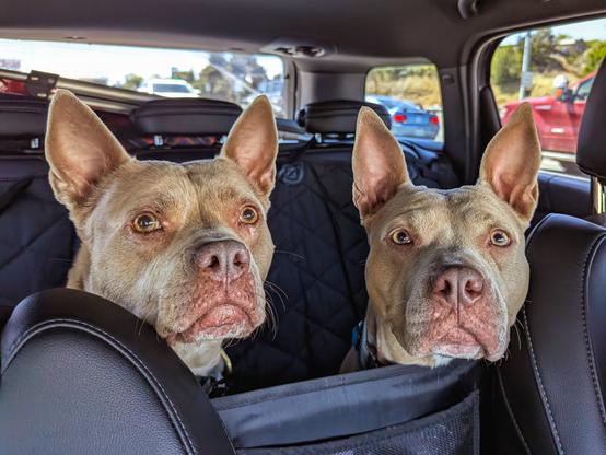A photo of two light brown, prick-eared staffie type dogs staring attentively toward the camera from the back seat of a car.