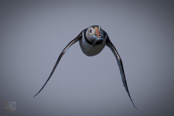 The bird in the image is an Atlantic Puffin (Fratercula arctica). Recognizable by its colorful orange beak and black-and-white plumage