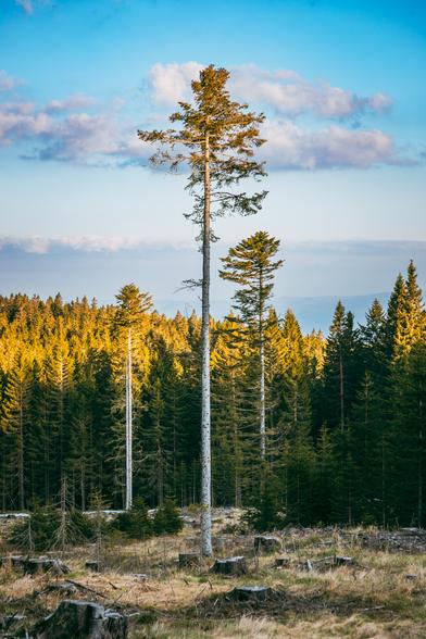 Auf dem Bild ist ein Nadelwald zu sehen, bestehend aus Fichten und Tannen. Im Vordergrund steht ein besonders hoher, schlanker Baum, der aus der Baumreihe deutlich herausragt. Dieser Baum ist oben noch belaubt, aber der Stamm darunter ist kahl und lang – ein Zeichen von natürlichem Wuchs oder früherer Konkurrenz mit benachbarten Bäumen, die inzwischen gefällt wurden.
Im Vordergrund sieht man außerdem mehrere Baumstümpfe, was darauf hindeutet, dass in diesem Bereich kürzlich Bäume gefällt wurden. Der Boden ist teils bewachsen mit Gras, teils von abgefallenen Ästen und kleinen Büschen bedeckt.
Im Hintergrund erstreckt sich ein dichterer, ungestörter Nadelwald, der von warmem Sonnenlicht beleuchtet wird. Der Himmel ist größtenteils klar mit ein paar dekorativen Wolken, was dem Bild eine friedliche, fast malerische Stimmung verleiht.