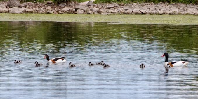 Shelduck family