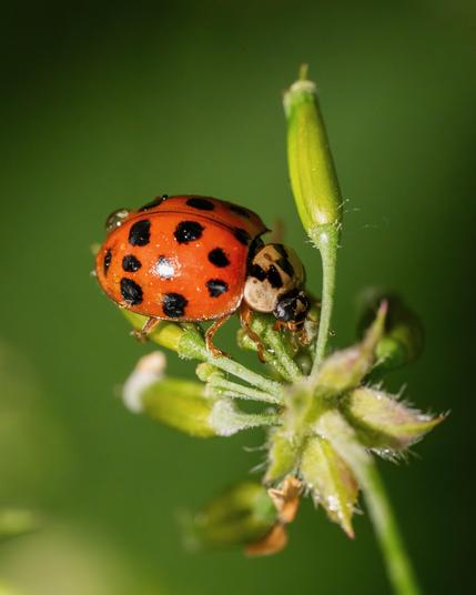 Ladybug close up.
