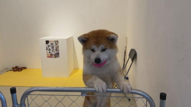 ハチ公のふるさとに“もふもふ”癒しのスポット「秋田犬カフェ」オープン