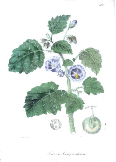 The image depicts a botanical illustration of a plant, specifically Solanum Campanulatum. The illustration is detailed and features a central stem with several leaves, some of which are large and serrated, displaying a green color with visible veins. The leaves have small, white, spiky structures along the edges. The plant has several flowers, with two fully bloomed flowers and a few buds. The flowers are bell-shaped, with a purple color and a yellow center. Below the flowers, there is a small, green, round fruit with a leaf-like structure at the top. The illustration includes a detailed cross-section of the fruit and a label at the bottom reading "Solanum Campanulatum." The background is plain white, emphasizing the plant's features.

Provided by @altbot, generated privately and locally using Ovis2-8B