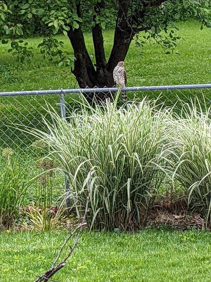 Coopers hawk on fence