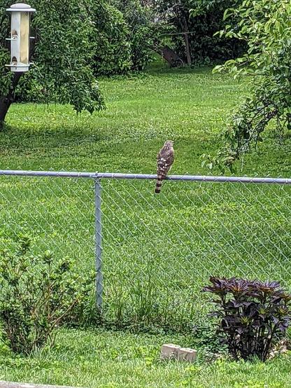 Coopers hawk with a lovely back.