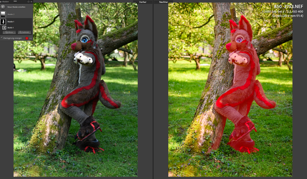 A Lightroom Classic photography editing preview with a before and after comparison. Spicey, the German shepherd fursuiter, is leaning against a tree and pointing towards the camera while standing in a green forest like field.