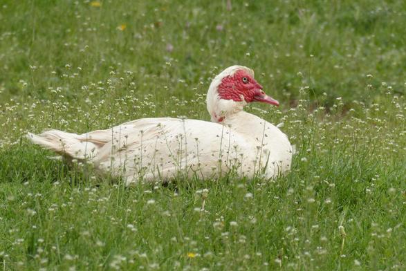 Un canard blanc à face rouge boursoufflée (canard de barbarie) est couché dans l'herbe verte et fleurie.