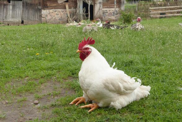 Un gros coq blanc dans l'herbe rase, assis sur son derrière, pattes en avant.