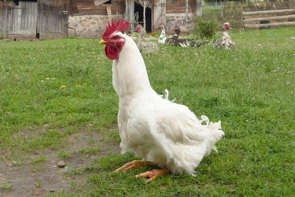 Le même coq, toujours assis mais cou tendu en mode périscope.