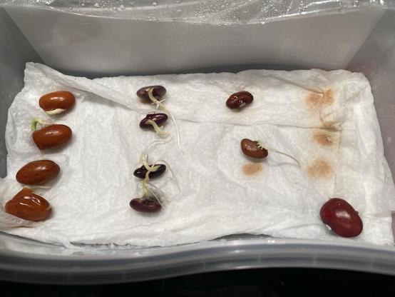 11 sprouting beans on wet kitchen paper inside the plastic box (former icecream container)