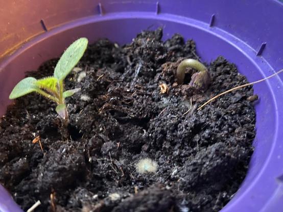 A purple flower pot with a tiny pysalis plant and the bean sprout breaking through the soil, not yet unfolded.