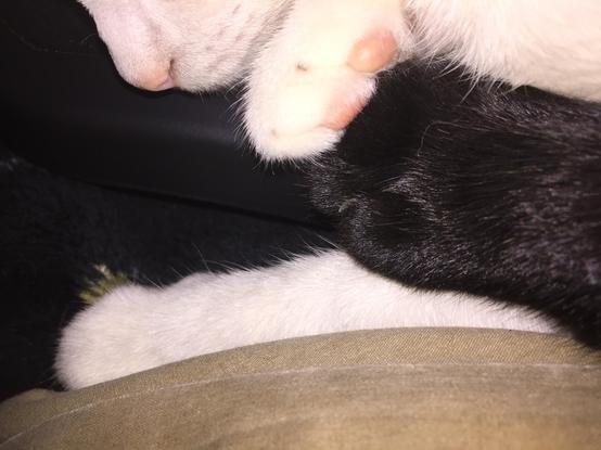 Close up of a white calico cat holding hands with a black cat