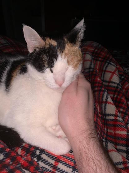 A calico cat being petted with her eyes closed