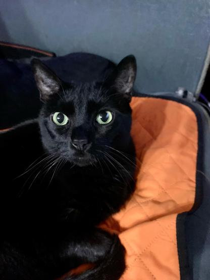A black cat on an orange blanket