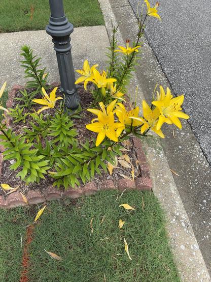 The image features a vibrant garden scene with bright yellow lilies as the focal point. The lilies are in full bloom, showcasing their long, slender petals with dark speckles and prominent stamens. They are planted in a small, rectangular bed bordered by red bricks, with mulch and dried leaves scattered around. The bed is situated on a patch of green grass, with a concrete sidewalk visible in the background. A black pole, possibly a street lamp, is partially visible on the right side of the image. A person's foot, wearing a black sandal, is seen in the bottom left corner, providing a sense of scale. The overall scene is well-lit, suggesting it was taken during the day.
―
The image depicts a vibrant garden bed situated at the edge of a sidewalk, adjacent to a street. The garden bed is bordered by red bricks, containing several bright yellow lilies in full bloom. The lilies have long, slender green leaves and prominent stamens with red tips. The flowers are arranged in a cluster, with some facing upwards and others slightly angled. The soil is covered with a layer of mulch, and a few dried leaves are scattered around. A black lamppost is visible in the background, partially obscured by the plants. The sidewalk is made of concrete, and the street is paved with asphalt. The grass in the foreground is green and well-maintained, with a few fallen leaves.

Provided by @altbot@fuzzies.wtf,