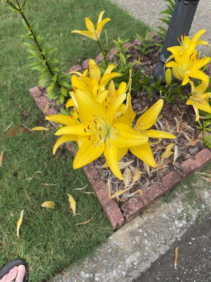 The image features a vibrant garden scene with bright yellow lilies as the focal point. The lilies are in full bloom, showcasing their long, slender petals with dark speckles and prominent stamens. They are planted in a small, rectangular bed bordered by red bricks, with mulch and dried leaves scattered around. The bed is situated on a patch of green grass, with a concrete sidewalk visible in the background. A black pole, possibly a street lamp, is partially visible on the right side of the image. A person's foot, wearing a black sandal, is seen in the bottom left corner, providing a sense of scale. The overall scene is well-lit, suggesting it was taken during the day.
―
The image depicts a vibrant garden bed situated at the edge of a sidewalk, adjacent to a street. The garden bed is bordered by red bricks, containing several bright yellow lilies in full bloom. The lilies have long, slender green leaves and prominent stamens with red tips. The flowers are arranged in a cluster, with some facing upwards and others slightly angled. The soil is covered with a layer of mulch, and a few dried leaves are scattered around. A black lamppost is visible in the background, partially obscured by the plants. The sidewalk is made of concrete, and the street is paved with asphalt. The grass in the foreground is green and well-maintained, with a few fallen leaves.

Provided by @altbot@fuzzies.wtf, generated privately and locally using Ovis2-8B

🌱 Energy used: 0.669 Wh