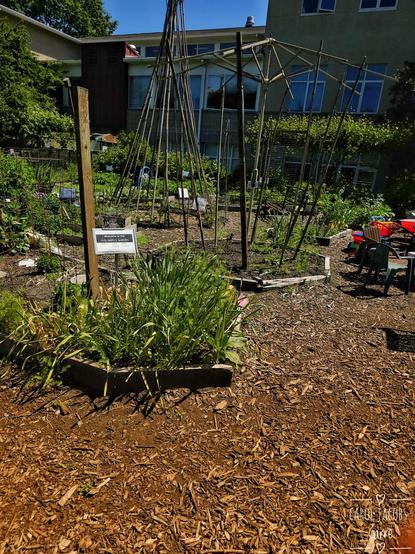 The Children's Garden has plots with flowers, lettuce, peas, cabbages, and other veggies. The pole structures are for the scarlet runner beans and so.e type of squash, to make a shady nook. The paths are well mulched.  Off to the right, you can see garden chairs and child sized garden carts.