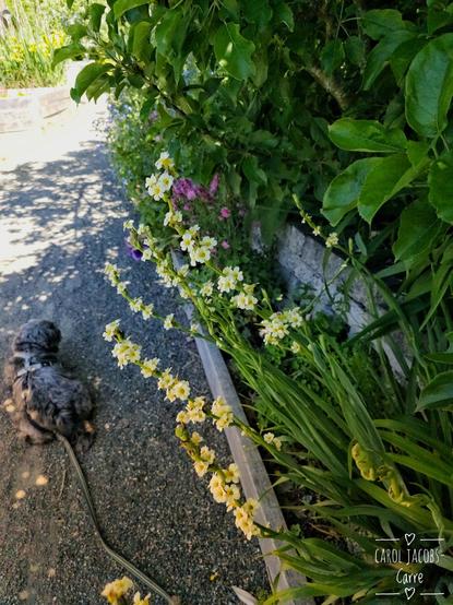 Monty sploots in the shade next to a P-Patch flower border under an apple tree.Everything is very green, with yellow and purple flowers giving a nice spot of color. The main path is graveled, which is great when you haul wheelbarrows full of soil or mulch.