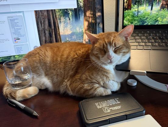 Orange and white cat lying on a wooden desk, eyes closed and looking relaxed. The cat is nestled partly under an open laptop, using the edge of the laptop as a pillow. The cat has her tail wrapped around a glass of water. In the background, there are two computer monitors displaying images of a forest with tall trees and green foliage. The scene looks cozy and peaceful, with the cat comfortably settled in a workspace.
