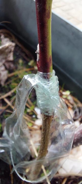 Close up view of a freshly grafted peach.  The graft site is tightly wrapped in graft tape. It's critical to keep the graft from drying out.