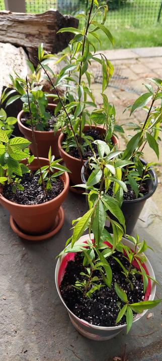 I'm also going to try to grow out the extra root stock that I pruned off to do the grafting. I dipped the cut ends in rooting hormone and plunked them in some potting soil. We'll see. 

(Photo of 5 small pots with several small leafy branch tips in soil.)