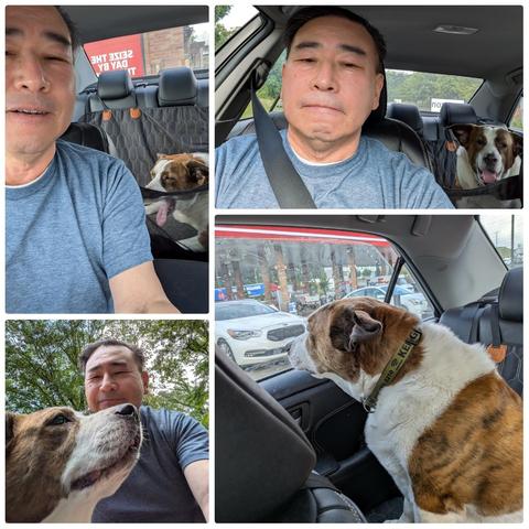 A four-photo collage of a man and his white and brown dog. Three of them are shot in the car, and the third quadrant is at home.