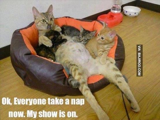 "Ok, everyone, take a nap now. My show is on." Mama cat telling kittens to pipe down.