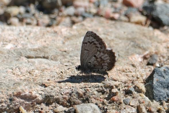 Closeup of the profile of a small butterfly resting on a gravel road. The wings are held upright, they are silvery with wavy brown markings. Looking closely, you can see  the upturned pointy "nose" and the curled up proboscis - the feeding tube (like a straw) to drink nectar and other fluids.