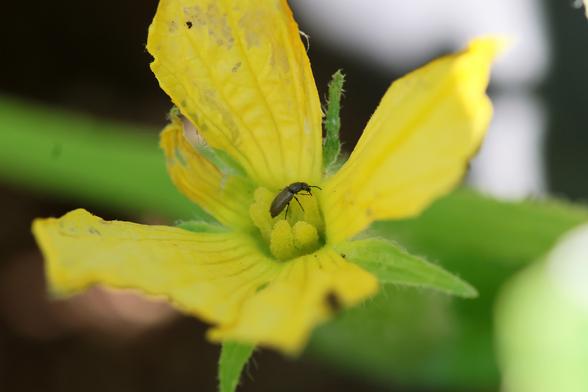 A small beetle crawls its way through the stamens of a rather ragged-looking yellow flower.