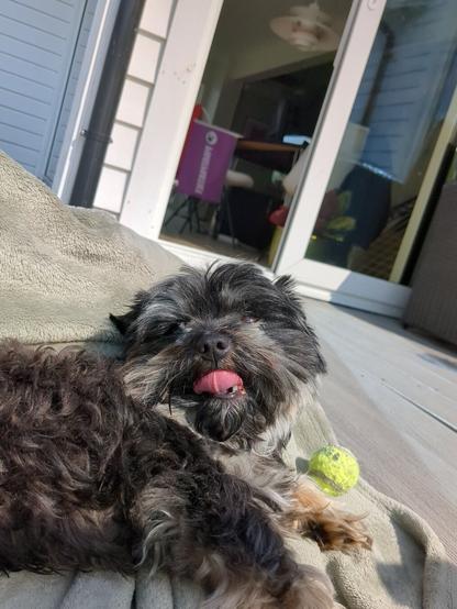 A fluffy dog is lying on a blanket with its tongue out, looking happy, and there is a tennis ball next to it.