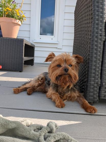 A fluffy Yorkshire Terrier is lying on a deck, with wicker furniture and a pot of yellow flowers in the background.