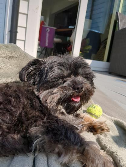 A fluffy dog is lying on a blanket with its tongue out, looking happy, and there is a tennis ball next to it.