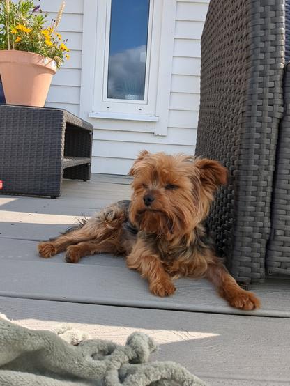 A fluffy Yorkshire Terrier is lying on a deck, with wicker furniture and a pot of yellow flowers in the background.