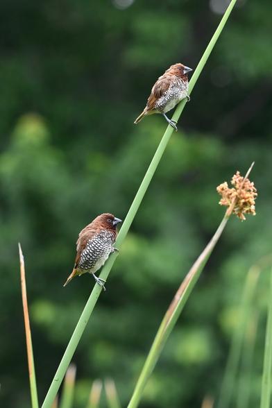Two adult Scaly-breasted munias perched on a green stalk, surrounded by a soft-focus background of foliage.
