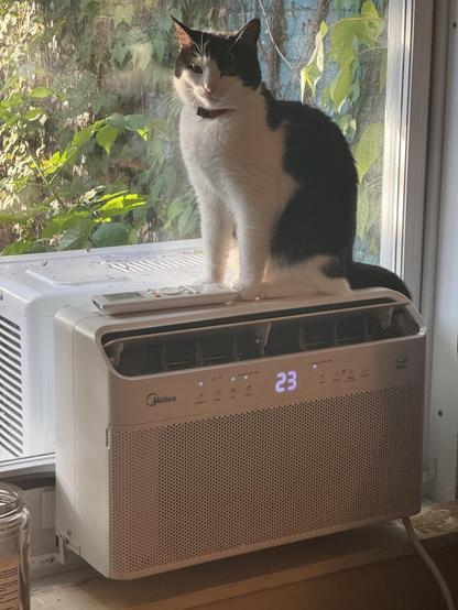 penny, a black and white cat, sitting on an air conditioner. she is facing towards the camera