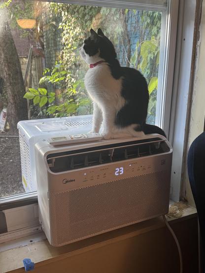 penny, a black and white cat, sitting on an air conditioner. she is gazing out the window